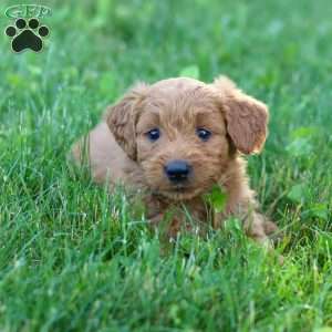 Theo, Goldendoodle Puppy